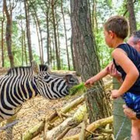 Knus Boschalet Met Veel Privacy Op De Veluwe * Doornspijk
