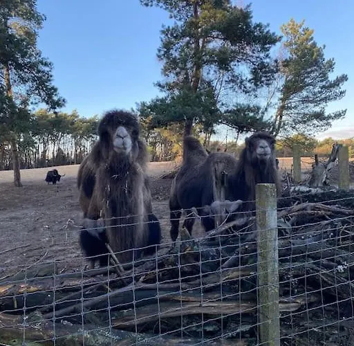 Knus Boschalet Met Veel Privacy Op De Veluwe Doornspijk