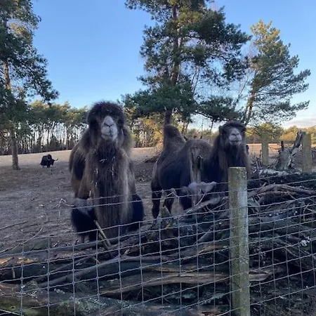 Knus Boschalet Met Veel Privacy Op De Veluwe Doornspijk